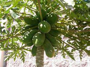 Natural Remedy for Late Stage Dengue – Raw Papaya Juice?
