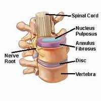 disc spine anatomy spineuniverse com