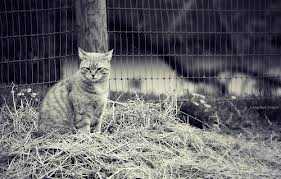 Sulking, Darwin Theory, Barbers and More…