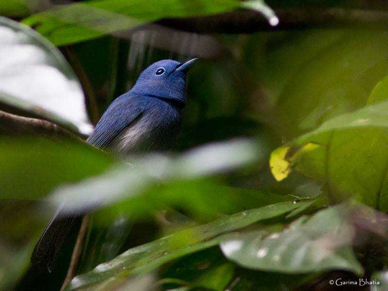 garima_birdpic_nicobar_blacknaped_monarch