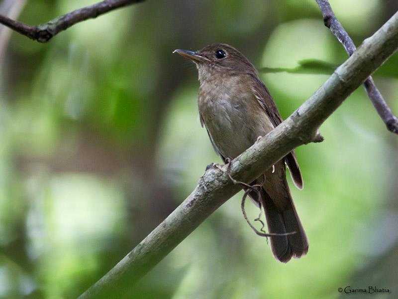 garima_birdpic_nicobar_jungle_flycatcher