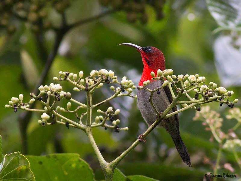 garima_birdpic_nicobar_crimson_sunbird