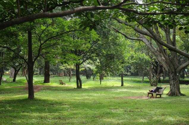 cubbon park BANGALORE1 12929f thehindu com